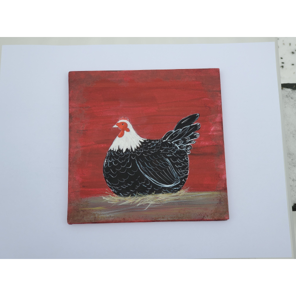 Country Prim Laying Hen, Pic taken in natural light