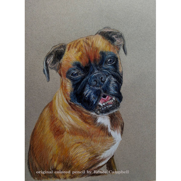 Custom Pet or Wildlife Portrait - Original Colored Pencil Painting - Unframed