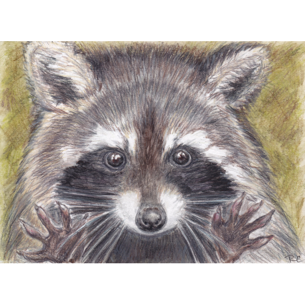 Artwork Jazz Hands Raccoon, Colored Pencil Art