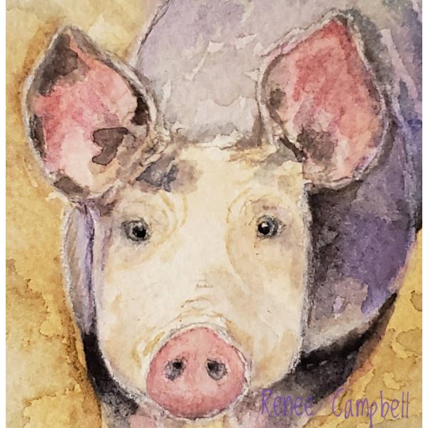 Close Up of Pig Watercolor, Inquisitive Piggy, ATC Size Small Painting