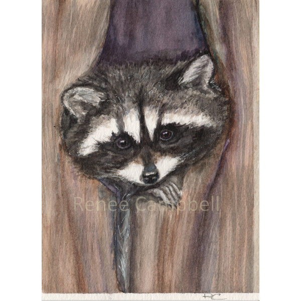 Artwork Cozy Raccoon Art Print, 7" x 5"