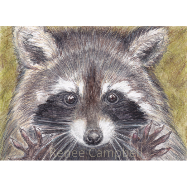 Artwork Jazz Hands Raccoon Art Print, 5" x 7"