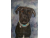 Custom Pet Portrait - Original Watercolor, Example - Made to Order