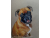 Custom Pet or Wildlife Portrait - Original Colored Pencil Painting - Unframed