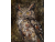 Card - Great Horned Owl Art Print, 7" x 5"