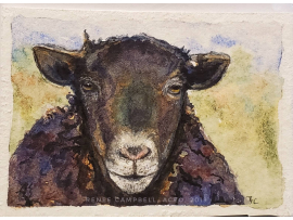 Original Miniature - Black Sheep Watercolor, ACEO ATC Size Small Painting, by Renee Campbell Original Miniature - Black Sheep Watercolor, ACEO ATC Size Small Painting