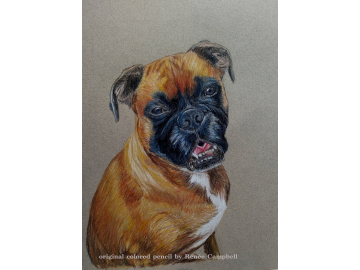 Custom Pet or Wildlife Portrait - Original Colored Pencil Painting