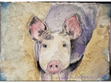 Original ACEO - Pig Watercolor, Inquisitive Piggy, Small Painting